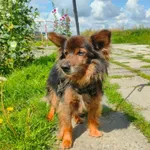 Znaleziono psa, Racławice, 9 sierpnia 2023