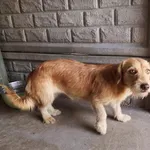 Znaleziono psa, Choszczno, 18 lipca 2023