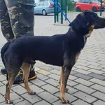 Znaleziono psa, Bydgoszcz, 30 lipca 2023