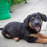 Pies do adopcji, Rzeszów, 11 sierpnia 2023