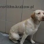 Pies do adopcji, Kraków, 27 lipca 2023