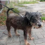 Pies do adopcji, Młodolino, 10 sierpnia 2023