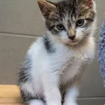 Kot do adopcji, Sopot, 11 sierpnia 2023
