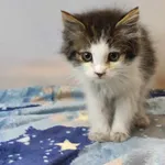 Kot do adopcji, Kielce, 11 sierpnia 2023