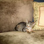 Znaleziono kota, Ciosny, 9 sierpnia 2023