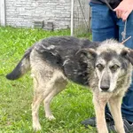 Pies do adopcji, Sosnowice, 9 sierpnia 2023