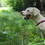 Pies do adopcji, Zielona Góra, 12 sierpnia 2023