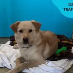 Znaleziono psa, Dąbrówka, 12 sierpnia 2023