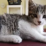 Kot do adopcji, Choszczno, 4 lipca 2023