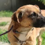 Pies do adopcji, Nowy Dwór Mazowiecki, 11 sierpnia 2023