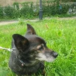Pies do adopcji, Kielce, 13 sierpnia 2023