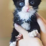 Kot do adopcji, Zielona Góra, 14 sierpnia 2023