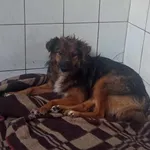 Znaleziono psa, Toruń, 12 sierpnia 2023