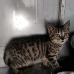 Kot do adopcji, Racławice, 25 sierpnia 2023