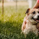 Pies do adopcji, Czartki, 16 sierpnia 2023