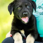 Pies do adopcji, Elbląg, 10 sierpnia 2023