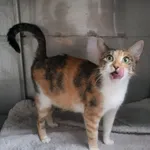 Kot do adopcji, Racławice, 14 sierpnia 2023