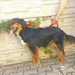 Znaleziono psa, Jędrzejewo, 14 sierpnia 2023