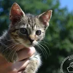 Kot do adopcji, Chełmek, 8 lipca 2023