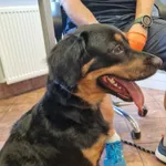 Znaleziono psa, gmina Dobra (Szczecińska), 16 sierpnia 2023
