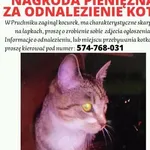 Zaginął kot, Pruchnik, 17 sierpnia 2023