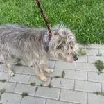 Znaleziono psa, Świdnica, 16 sierpnia 2023
