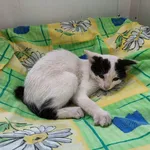 Kot do adopcji, Racławice, 16 sierpnia 2023