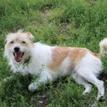 Pies do adopcji, Oborniki, 29 lipca 2023