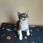 Kot do adopcji, Oborniki, 13 sierpnia 2023