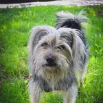 Pies do adopcji, Rzeszów, 16 sierpnia 2023