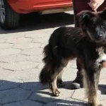Znaleziono psa, Oborniki, 11 sierpnia 2023