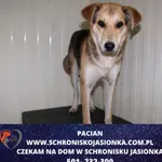 Znaleziono psa, Ciosny, 17 sierpnia 2023