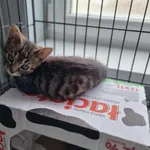 Kot do adopcji, Świdnica, 30 lipca 2023