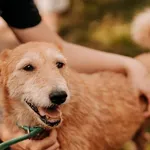 Pies do adopcji, Czartki, 17 sierpnia 2023