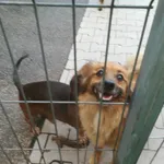 Znaleziono psa, Sosnowiec, 18 sierpnia 2023
