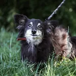 Pies do adopcji, Wolsztyn, 16 sierpnia 2023