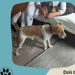 Znaleziono psa, Dąbrówka, 19 sierpnia 2023