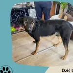 Znaleziono psa, Dąbrówka, 19 sierpnia 2023