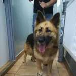 Znaleziono psa, Sosnowiec, 17 sierpnia 2023