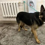 Znaleziono psa, Bydgoszcz, 20 sierpnia 2023