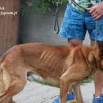 Pies do adopcji, Nowy Dwór Mazowiecki, 18 sierpnia 2023