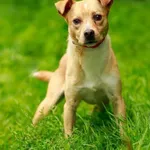 Pies do adopcji, Elbląg, 16 sierpnia 2023