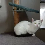 Kot do adopcji, Kielce, 24 sierpnia 2023