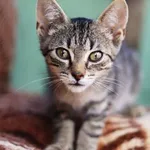 Kot do adopcji, Dłużyna Górna, 24 sierpnia 2023