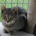 Kot do adopcji, Henrykowo, 14 lipca 2023