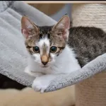 Kot do adopcji, Piła, 11 maja 2023