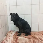 Znaleziono psa, Świdnica, 24 sierpnia 2023