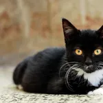 Kot do adopcji, Elbląg, 18 lipca 2023