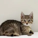 Kot do adopcji, Elbląg, 26 lipca 2023