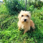 Pies do adopcji, Racławice, 23 sierpnia 2023